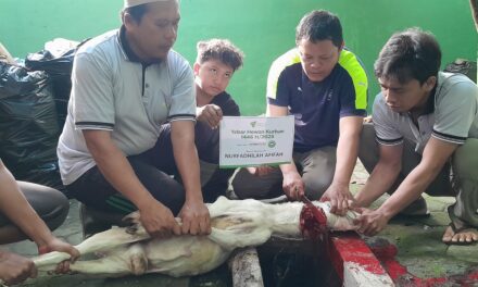 MTs Muhammadiyah Karangkajen Gelar Penyembelihan Hewan Qurban 1446 H